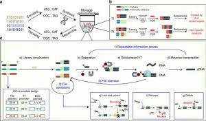 Nature Nc Unv Dynamic And Scalable Dna Based Information Storage