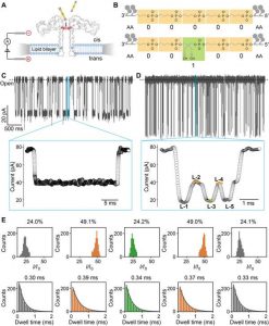 Epfl Bacterial Nanopores Open The Future Of Data Storage Scheme F1