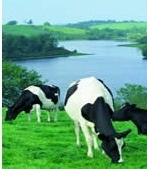 compellent_lakeland_dairies