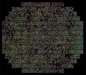 perkinelmer_columbus_23_image_analysis